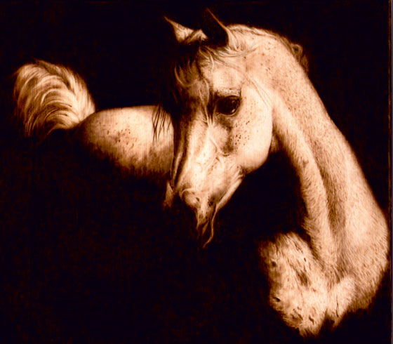 Cavallo nell'ombra, pirografia su pioppo,  27x19 cm.   2011.